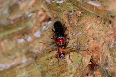 Cantharis pellucida
