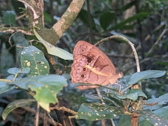 Posttaygetis penelea