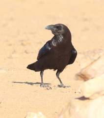 Corvus ruficollis