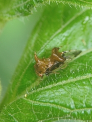 Membracidae