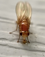 Camptoprosopella slossonae