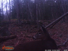 Odocoileus virginianus