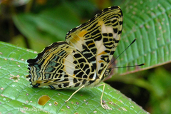 Symbrenthia niphanda