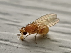 Camptoprosopella slossonae