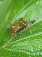 Membracidae