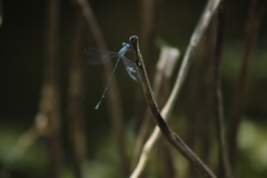 Lestes dorothea