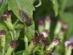 Acmaeodera haemorrhoa