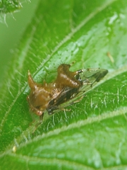 Membracidae