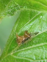 Membracidae