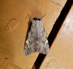 Catocala macula