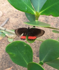 Biblis hyperia