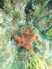 Amphimedon compressa