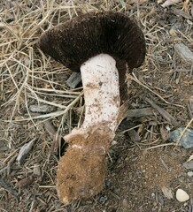Agaricus pequinii