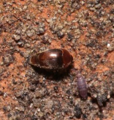 Sericoderus