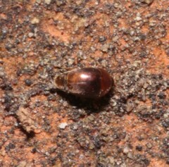 Sericoderus