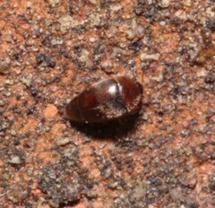 Sericoderus