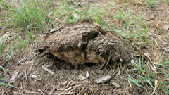 Agaricus pequinii