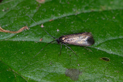 Adela reaumurella