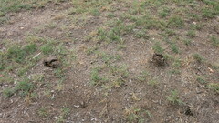 Agaricus pequinii