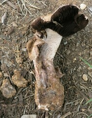 Agaricus pequinii