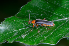 Cantharis pellucida