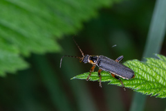 Cantharis nigricans