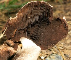 Agaricus pequinii