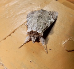 Catocala macula