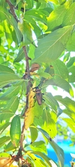 Retrachydes thoracicus thoracicus