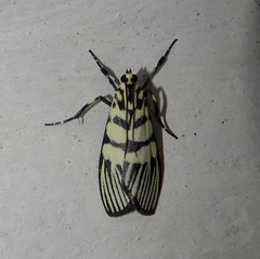 Heortia vitessoides
