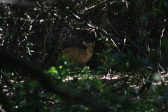 Cephalophorus natalensis natalensis