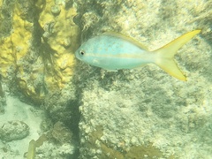 Ocyurus chrysurus