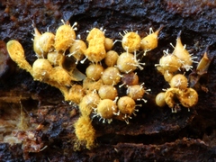 Polycephalomyces tomentosus