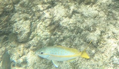 Ocyurus chrysurus
