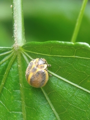 Epilachna clandestina