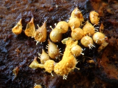 Polycephalomyces tomentosus