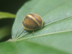 Epilachna clandestina