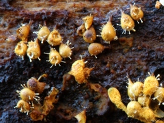Polycephalomyces tomentosus