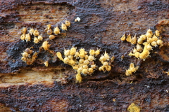 Polycephalomyces tomentosus