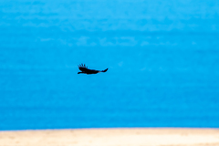 Corvus corax tingitanus