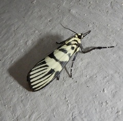 Heortia vitessoides