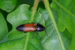 Ampedus balteatus