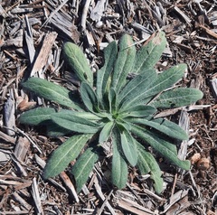 Amblyolepis setigera