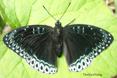 Stibochiona nicea nicea