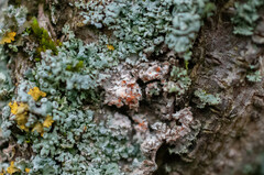Erythricium aurantiacum