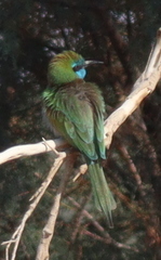 Merops cyanophrys