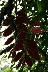 Gesneriaceae
