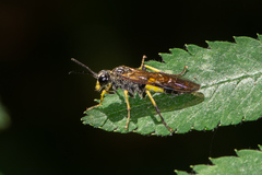 Tenthredo temula