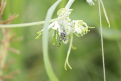 Pseudocreobotra wahlbergi