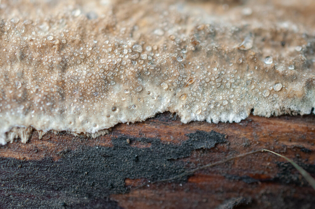 Porostereum